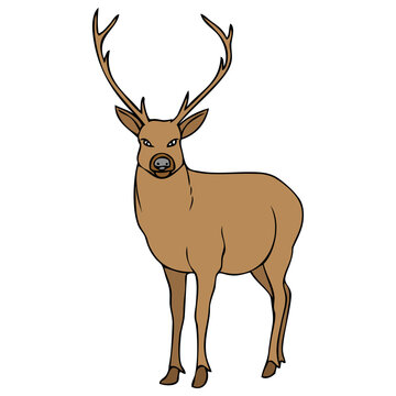 stag vector illustration