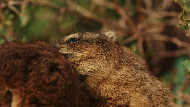 rock hyrax cute animal close up outdoor in wildlife nature of South Africa, Simon's town. Mammal animals procavia capensis concept. Little brown hyrax portrait cleaning his soft fur at sunny day
