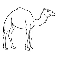 camel line vector illustration