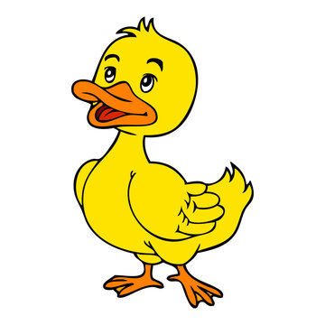 duckling vector illustration