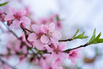  Pink Peach Blossoms in spring.