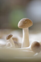 Shimeji mushroom has a higher nutritional value.