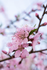  Pink Peach Blossoms in spring.