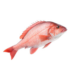 red snapper fish