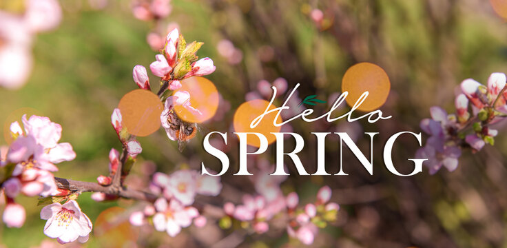 Bee sitting on blossoming branch outdoors