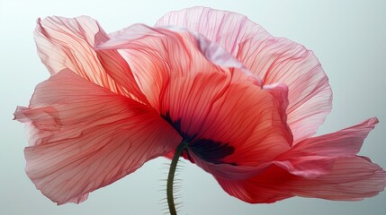   A high-resolution close-up image of a vibrant pink flower against a clean white backdrop, showcasing the intricate details of its center