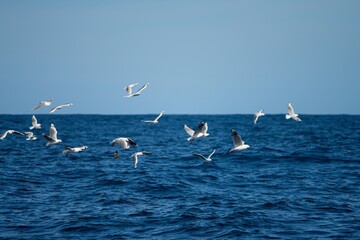 shy albatross and other sea birds feeding and flying over the ocean at the  south west cape in tasmania australia