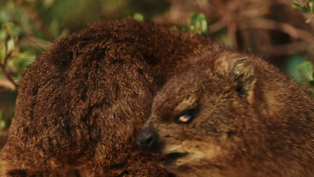 rock hyrax cute animal close up outdoor in wildlife nature of South Africa, Simon's town. Mammal animals procavia capensis concept. Little brown hyrax portrait cleaning his soft fur at sunny day