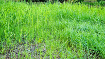 Green trees and thick tall grass. An old garden area full of overgrown weeds and grass. The grass grows high in the wasteland. Wasteland with full grass.