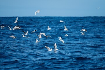 shy albatross and other sea birds feeding and flying over the ocean at the  south west cape in tasmania australia