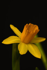 yellow lily flower