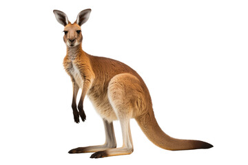 Naklejka na ściany i meble Graceful Kangaroo, Majestic Pose. On a Clear PNG or White Background.