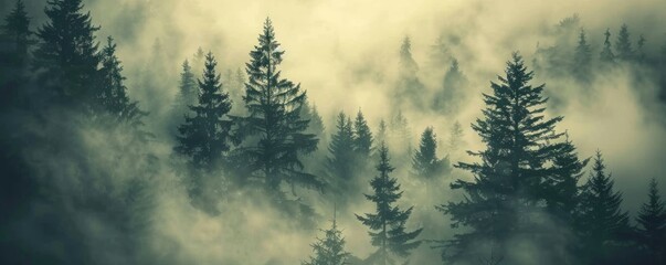 Misty green forest. Foggy landscape - obrazy, fototapety, plakaty