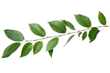 Fototapeta premium The Emerald Whispers: A Verdant Branch Dancing in the Breeze. On a Clear PNG or White Background.