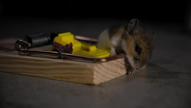 Close up shot of mouse in trap. Mouse trapped in a mouse trap with food.