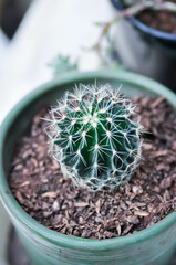 Echinopsis calochlora, Goloden Echinopsis calochlora or cactus
