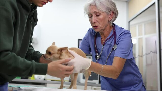 Picture shows process of examining chihuahua dog by elderly woman doctor. Monitoring condition of teeth, ears, claws. Systematic check-up and adequate treatment according to diagnosed problem