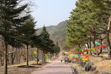 street pinwheel nature tree walkway spring