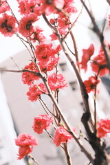 照手桃、桃の花