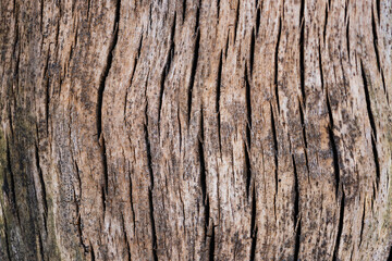 texture of a tree stump