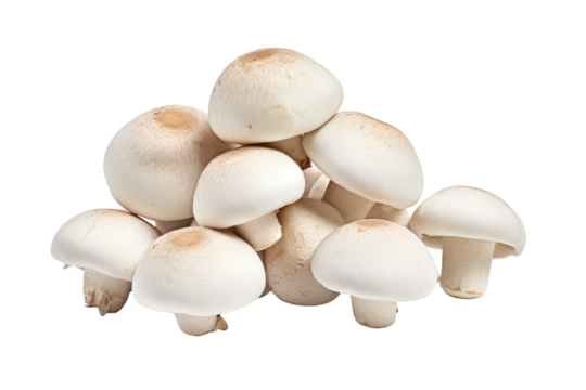 Alabaster Fungi: A Whimsical White Forest. On a Clear PNG or White Background.