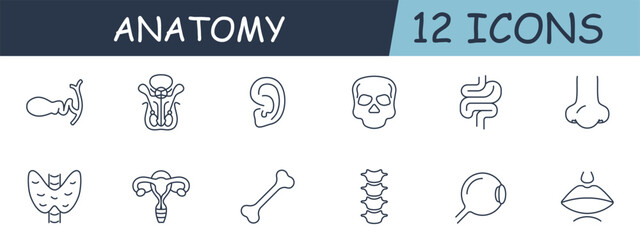 Anatomy set line icon. Intestines, skull, ear, eye, spine, bone, nose, mouth, uterus. 12 line icon. Vector line icon for business and advertising
