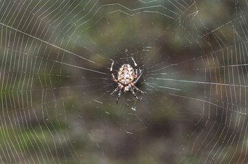 Araneus diadematus spider sits on a spider's web. A beautiful spider in the center of the web.