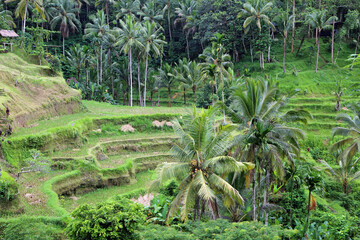 Palm trees and terraces - Tegalalang Rice Terraces, Bali, Indonesia