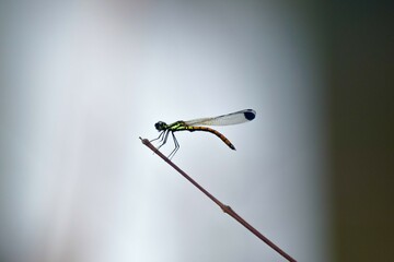 dragonfly on a stick