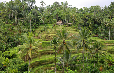 The village in Tegalalang Rice Terraces, Bali, Indonesia