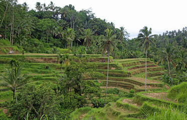 Scenic Tegalalang Rice Terraces, Bali, Indonesia