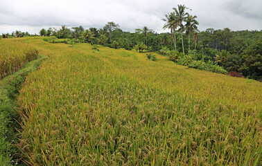 Trail in the rice field - Tegalalang Rice Terraces, Bali, Indonesia