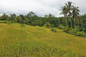 Landscape with rice field - Tegalalang Rice Terraces, Bali, Indonesia