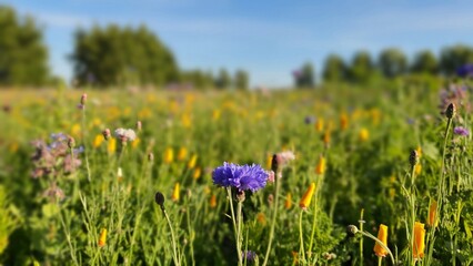 Wild flowers in a field.