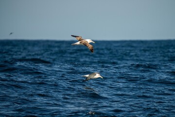 shy albatross and other sea birds feeding and flying over the ocean at the  south west cape in...