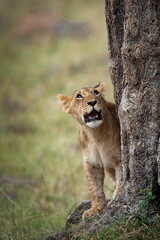 a young lion standing next to a tree