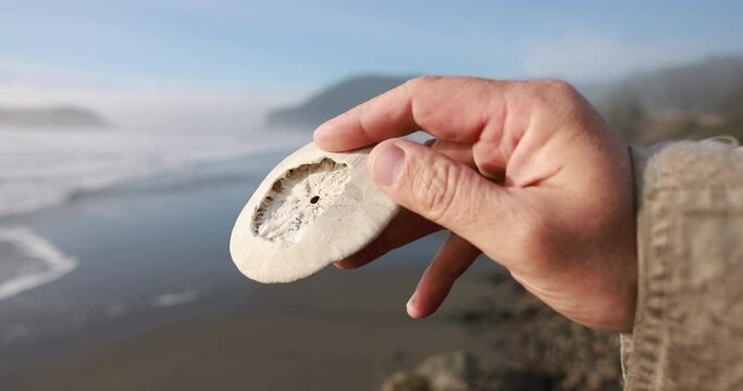 A person is holding a broken sand dollar on a beach. The beach is calm and peaceful, with the ocean in the background