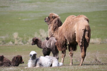 A herd of camels stands in the steppe in the Almaty region in Kazakhstan