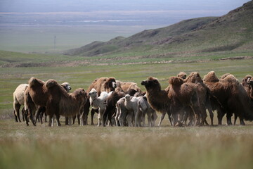 A herd of camels stands in the steppe in the Almaty region in Kazakhstan