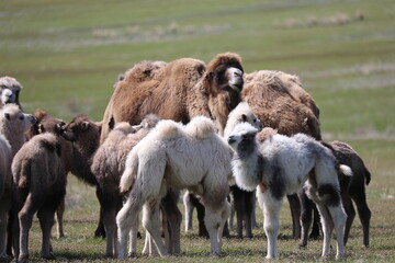 A herd of camels stands in the steppe in the Almaty region in Kazakhstan