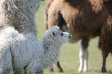 A herd of camels stands in the steppe in the Almaty region in Kazakhstan