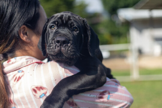 selective focus cute little black puppies Bandogs puppies Neapolitan Mastiff in perfect shape being held with love large mixed breed dog but cute personality colorful pattern