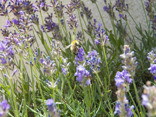 One scene of a bee pollination on purple little flowers