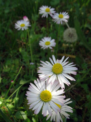 fresh petals variation on the ground or natural daisy flowers in fresh grass shooted in a vertical photography