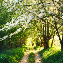 벚꽃 우거진 길