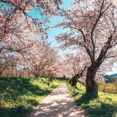 Obraz premium 벚꽃 나무 사이 길