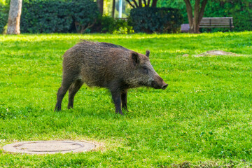 Wild boar in a public garden in Haifa