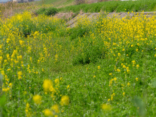 大和川の河川敷に咲く菜の花