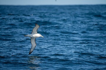 shy albatross and other sea birds feeding and flying over the ocean at the  south west cape in tasmania australia