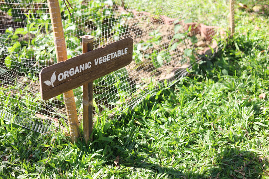 selective focus wooden sign in organic vegetable garden In the small garden at home